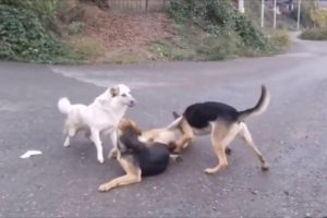 dog fight during mating