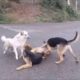 dog fight during mating