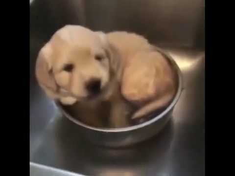 funny cute puppies