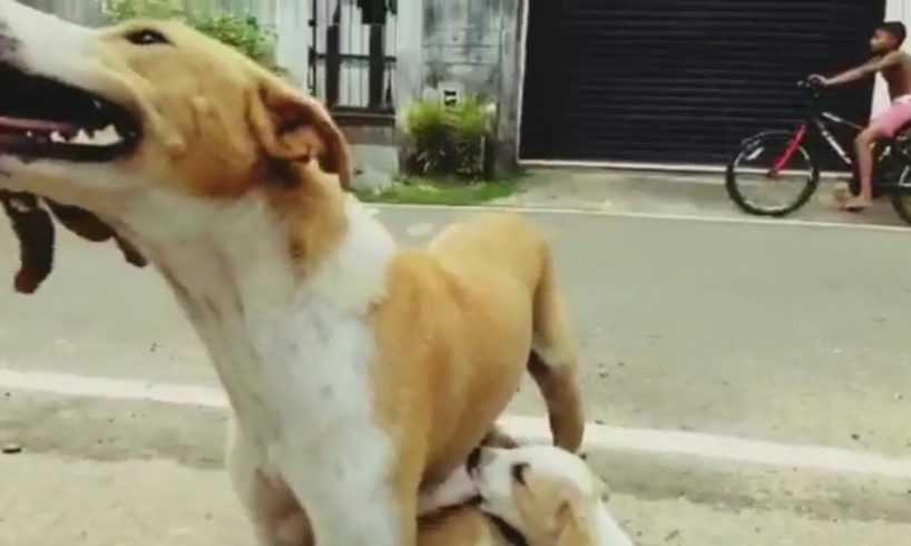 innocent souls lovely mother and cute puppies in the road අසරණ ජිවිත