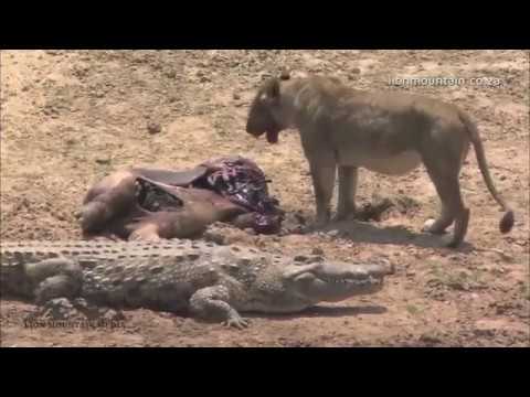 lion attack crocodile try to steal it's food