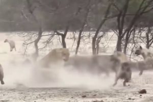 lion ,tiger vs animals real fight VIDEO (fight for death ????