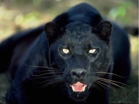 [the animal world] Lion vs Best animals fights with wild 2016 animals lion tiger #20