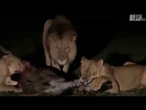 the animal world animal  channel animals male lion hunt buffalo real fight animal planet document