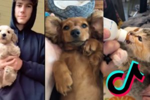 tiktok has the cutest pets - ♥tiktok pets: funny and cute pets compilation #5♥ - cutevn