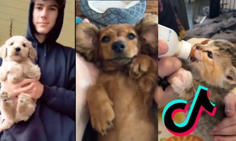 tiktok has the cutest pets - ♥tiktok pets: funny and cute pets compilation #5♥ - cutevn