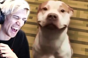 xQc Reacts to UNUSUAL MEMES COMPILATION V69 & Daily Dose of Internet!