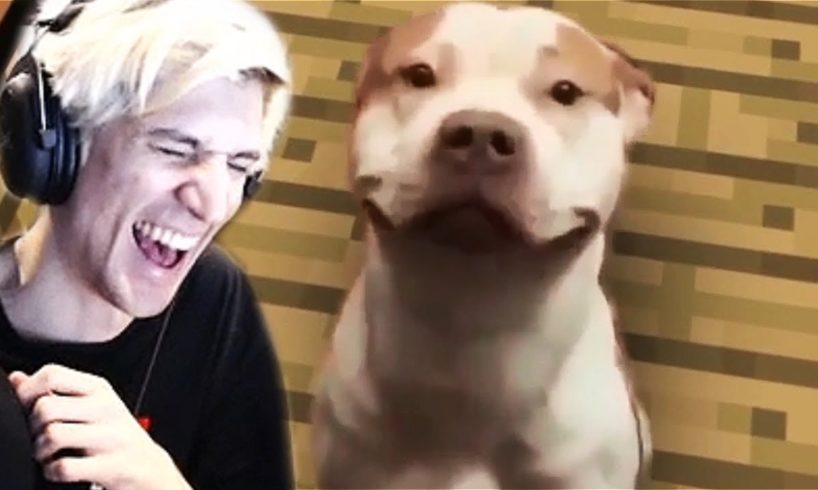 xQc Reacts to UNUSUAL MEMES COMPILATION V69 & Daily Dose of Internet!