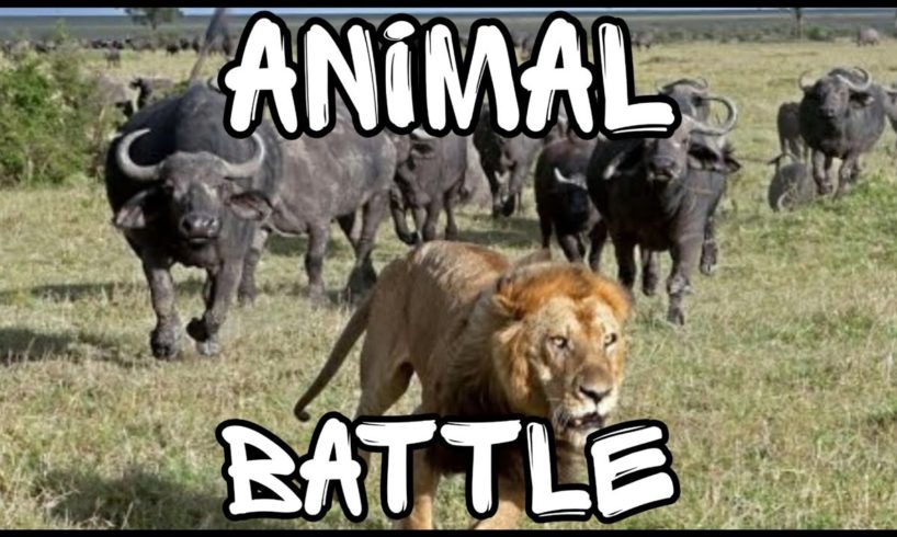 Битвы животных (Animal battle) Медведь VS Тигр, Битва горилл