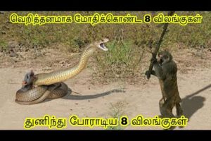 வெறித்தனமாக மோதிக்கொண்ட 8 விலங்குகள் | craziest animal fights | Tamil Wonders