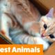 1 hour of the Funniest Animals | Funny Pet Videos