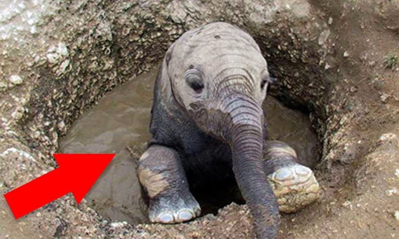 10 Most Touching Animal Rescues ?