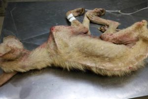 Rescue Poor Dog only Bone and Skin Almost no Chance to Survival | Miracle Story