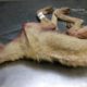 Rescue Poor Dog only Bone and Skin Almost no Chance to Survival | Miracle Story