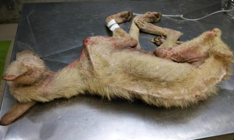 Rescue Poor Dog only Bone and Skin Almost no Chance to Survival | Miracle Story