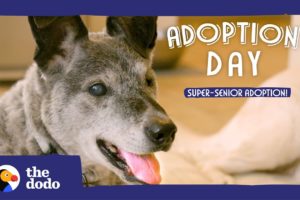 19-Year-Old Shelter Dog Finally Gets Adopted | The Dodo Adoption Day