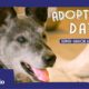 19-Year-Old Shelter Dog Finally Gets Adopted | The Dodo Adoption Day