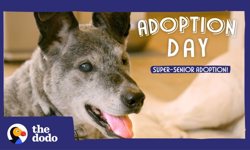 19-Year-Old Shelter Dog Finally Gets Adopted | The Dodo Adoption Day