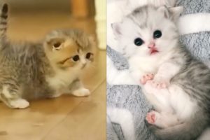 #20 Funny Kittens and Puppies Videos Compilation (2020)| Tl Cute Animals