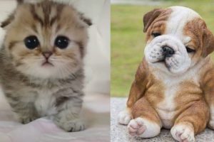 #21 Funny Kittens and Puppies Videos Compilation (2020)| Tl Cute Animals