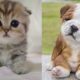 #21 Funny Kittens and Puppies Videos Compilation (2020)| Tl Cute Animals