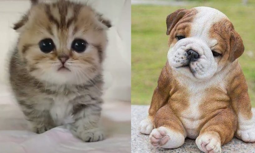 #21 Funny Kittens and Puppies Videos Compilation (2020)| Tl Cute Animals