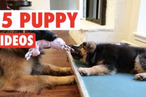 25 Cute Puppy Videos Compilation 2017