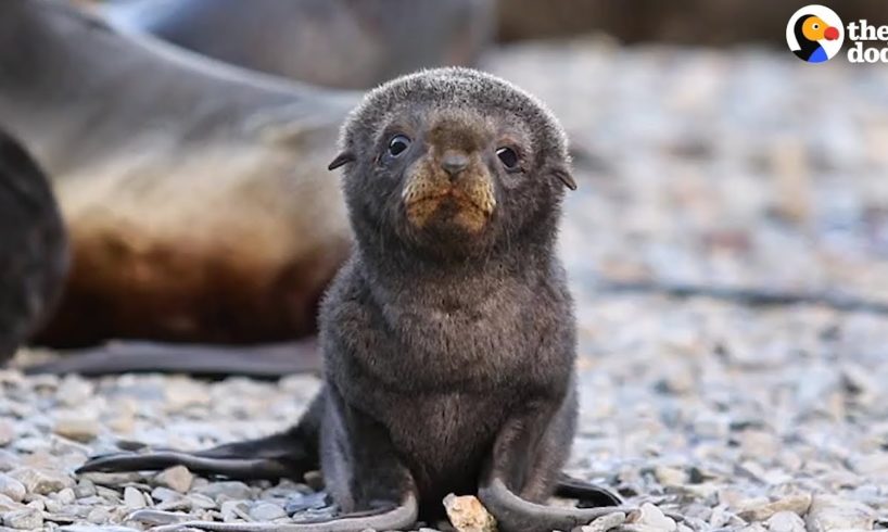 3 Minutes Of The Cutest Animals In The Whole World | The Dodo