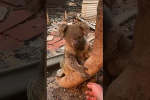 'Singed' Koala Rescued From Kangaroo Island Home Destroyed by Bushfires
