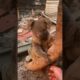 'Singed' Koala Rescued From Kangaroo Island Home Destroyed by Bushfires