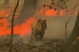 480M animals potentially killed in Australia wildfires