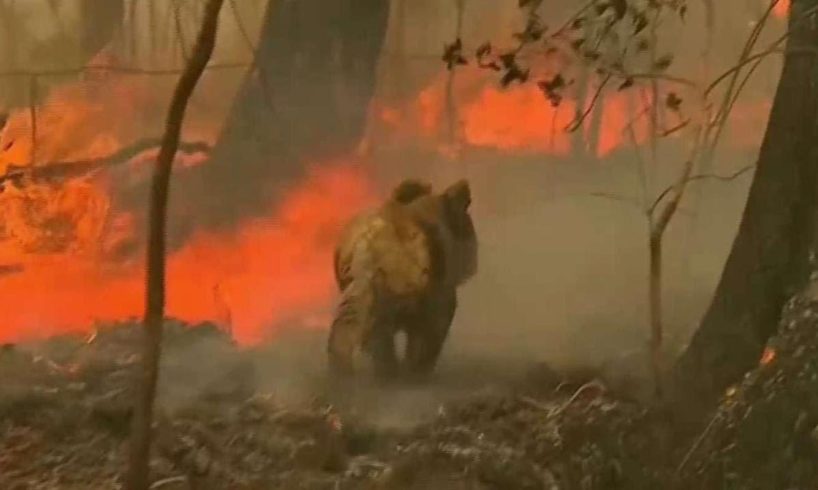 480M animals potentially killed in Australia wildfires