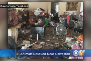 51 Animals, Including Chickens, Goats And Horse Rescued From ‘Deplorable’ Hoarder’s Home