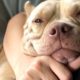 7 Myths About Pit Bulls That Are Complete BS | The Dodo Pittie Nation