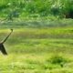 A Lion Ambushes a Zebra | Be An Animal | BBC Earth
