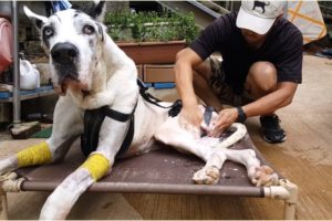 A Paralyzed Great Dane Dog Was Rescued From Being Euthanasia | Animal Shelter