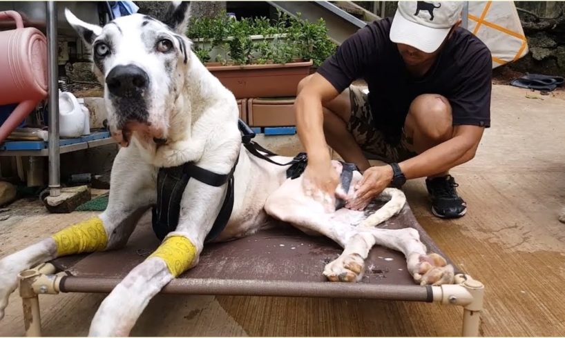 A Paralyzed Great Dane Dog Was Rescued From Being Euthanasia | Animal Shelter
