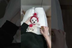 A baby mini bichon frise grooming video cutest puppy video - Teacup puppies KimsKennelUS