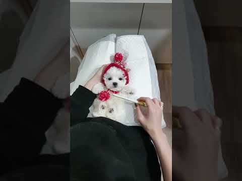 A baby mini bichon frise grooming video cutest puppy video - Teacup puppies KimsKennelUS