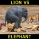 AMAZING!! Huge Mistake Of Lion - Elephant Tries To Save Cub