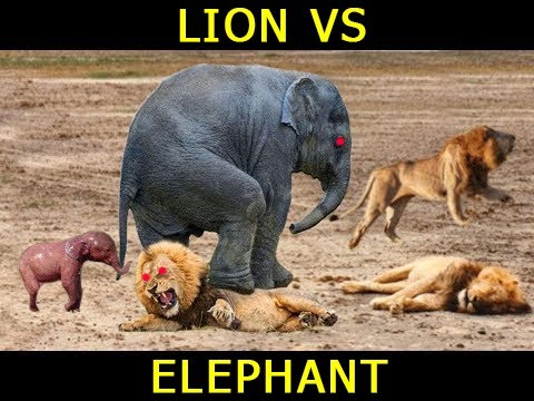 AMAZING!! Huge Mistake Of Lion - Elephant Tries To Save Cub