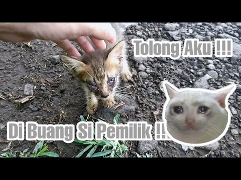 ANIMAL RESCUE : Kasihan Bayi kucing ini dibuang di kebun