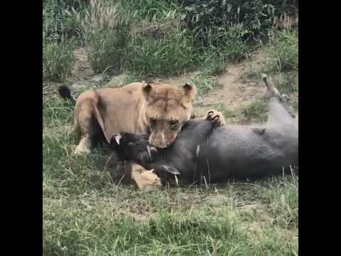 ANIMALS FIGHTING LION/TIGER, COBRA/LION, LEOPARD/TIGER, ELEPHANT/LEOPARD #animal #fighting #lion