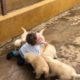 (AWW!!) LITTLE BOY SMOTHERED IN PUPPY LOVE ❤️♥️