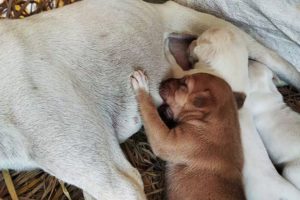 Abandoned Dog Cute Puppies are Drinking their Mother's Milk - Street Dogs Feeds her babies puppy