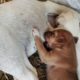 Abandoned Dog Cute Puppies are Drinking their Mother's Milk - Street Dogs Feeds her babies puppy