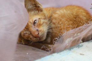 Abandoned Kitty Life | Rescued Kitty Giving Food To Them