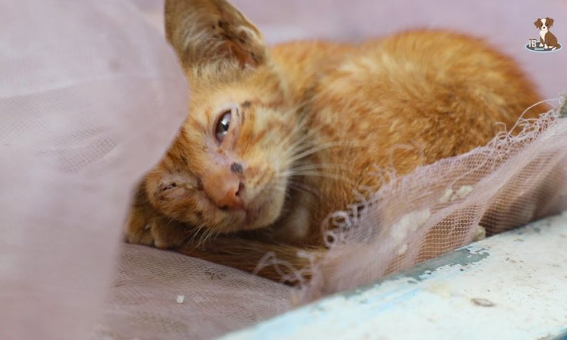 Abandoned Kitty Life | Rescued Kitty Giving Food To Them