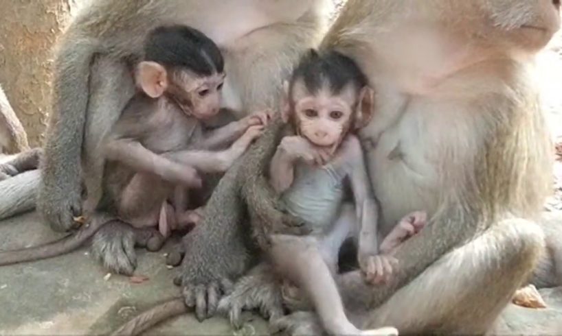Adorable Baby Monkey Dustin & Ellen Playing So Sweet