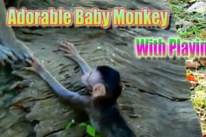 Adorable Baby Monkey With His Playing | WildLife Animals